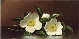 Two Cherokee Rose Blossoms on a Table by Martin Johnson Heade